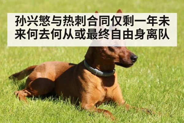 孙兴慜与热刺合同仅剩一年未来何去何从或最终自由身离队